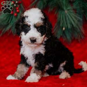 Bixie, Mini Bernedoodle Puppy